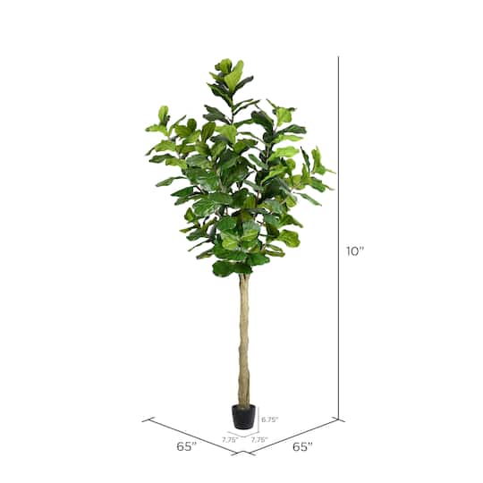 10ft. Potted Fiddle Tree